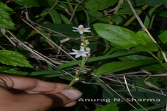 Chlorophytum attenuatum